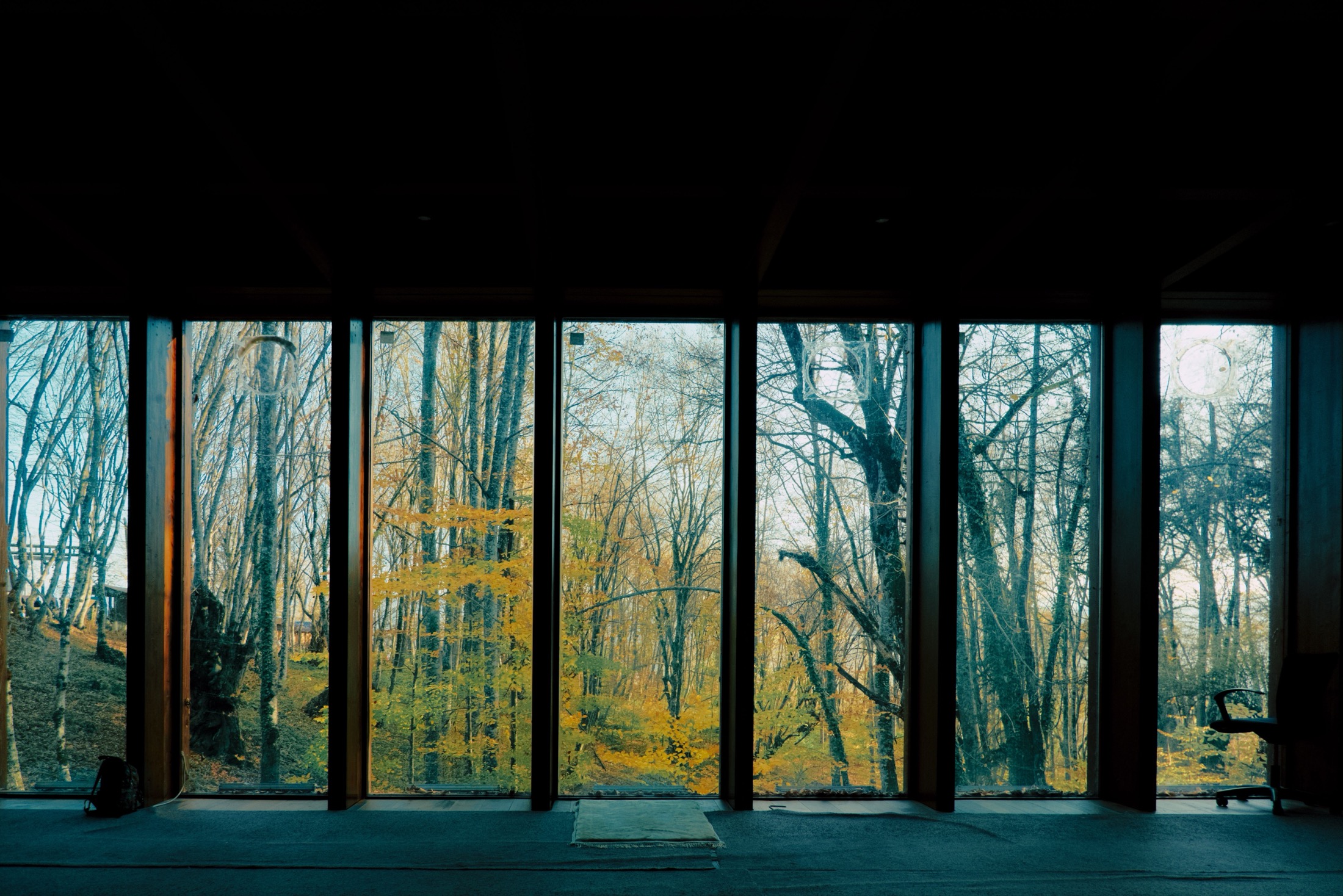 A quiet view through a home's windows into the trees